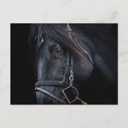 Bridled Black Stallion Face Briefkaart (Voorkant)