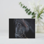 Bridled Black Stallion Face Briefkaart (Staand voorkant)