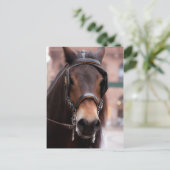 Bridled horse-briefkaart briefkaart (Staand voorkant)