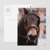 Bridled horse-briefkaart briefkaart (Voorkant / Achterkant)