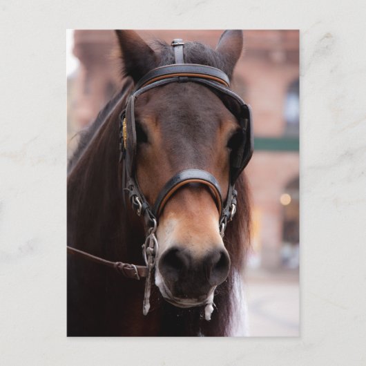 Bridled horse-briefkaart briefkaart (Voorkant)
