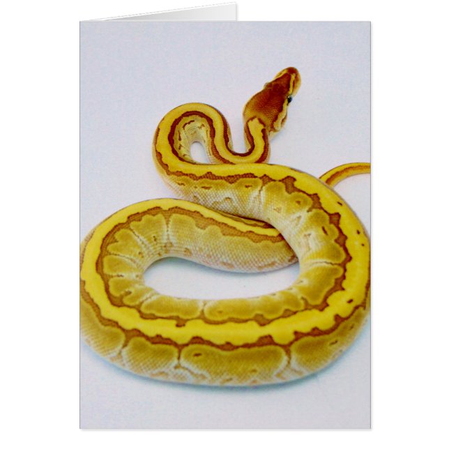 Brief "S" - gele doornPython (Voorkant)