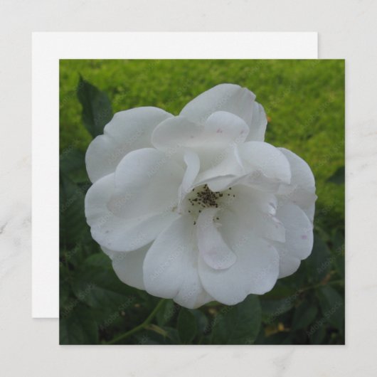 Briefkaart (Voorkant / Achterkant)