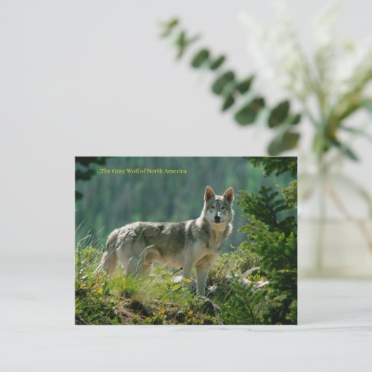 Briefkaart (Staand voorkant)