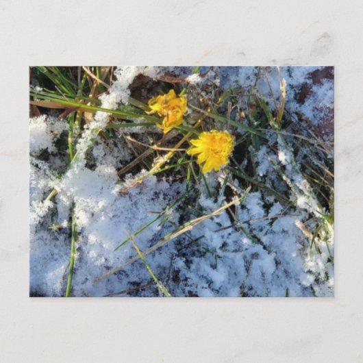 Briefkaart (Voorkant)