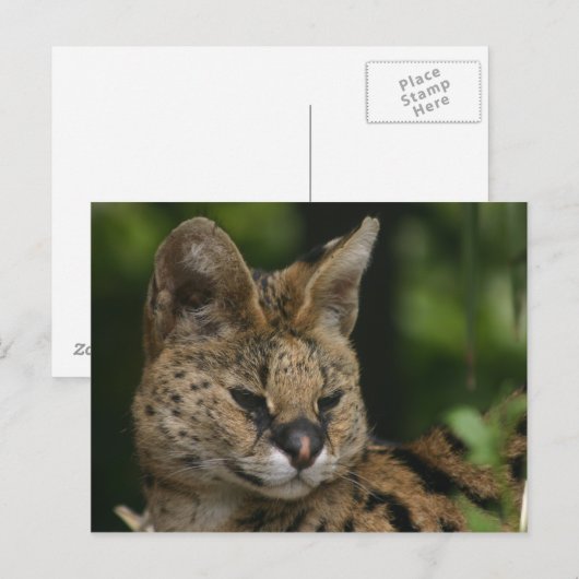 Briefkaart (Voorkant / Achterkant)