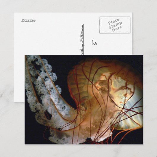 Briefkaart (Voorkant / Achterkant)