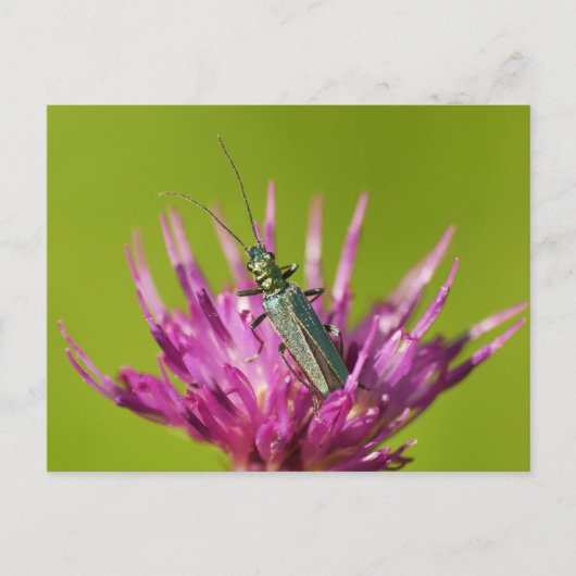 Briefkaart (Voorkant)