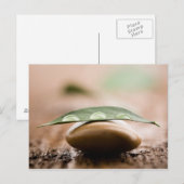 Briefkaart (Voorkant / Achterkant)