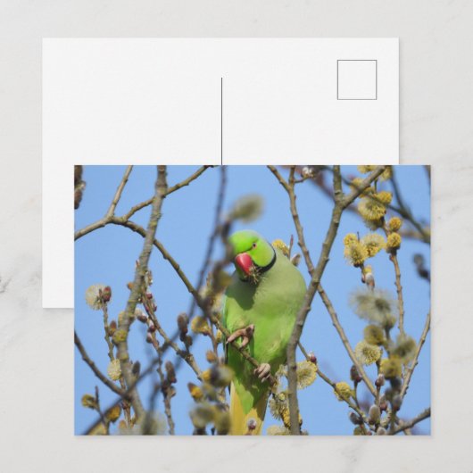 Briefkaart (Voorkant / Achterkant)