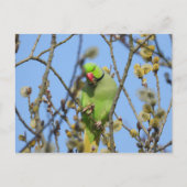 Briefkaart (Voorkant)