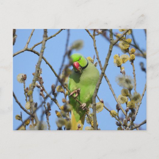 Briefkaart (Voorkant)