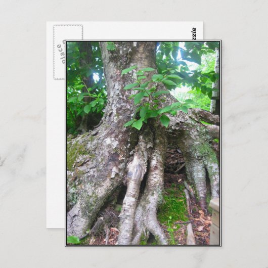 Briefkaart (Voorkant / Achterkant)