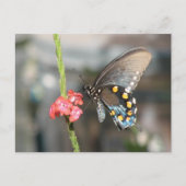 Briefkaart (Voorkant)