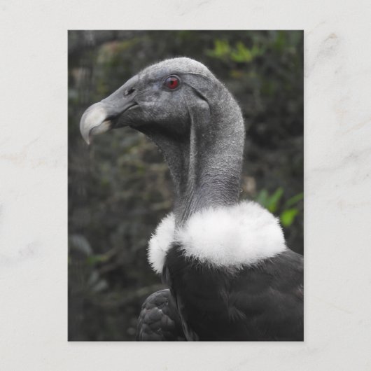 Briefkaart (Voorkant)