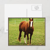 briefkaart (Voorkant / Achterkant)