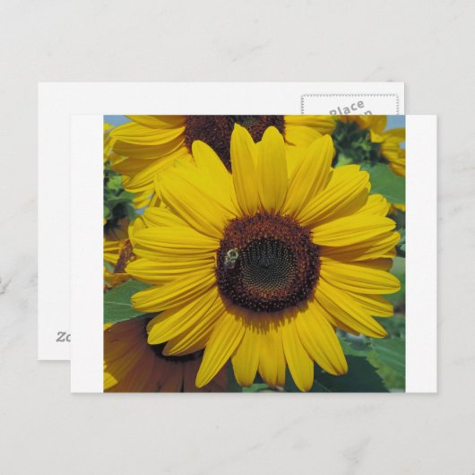 Briefkaart (Voorkant / Achterkant)