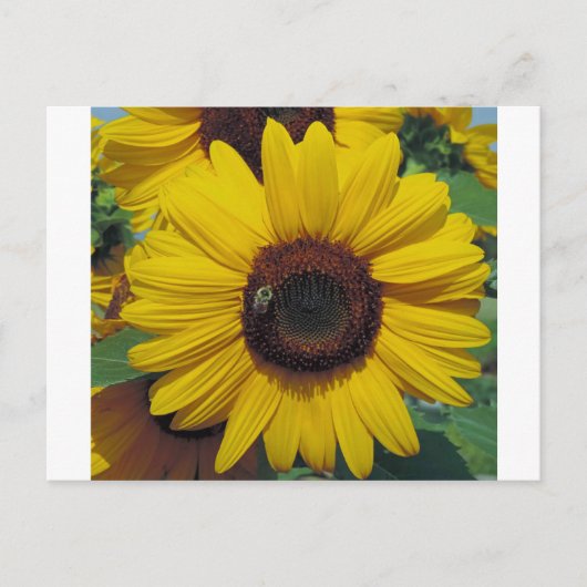 Briefkaart (Voorkant)