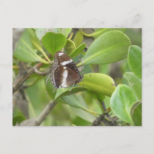 Briefkaart (Voorkant)