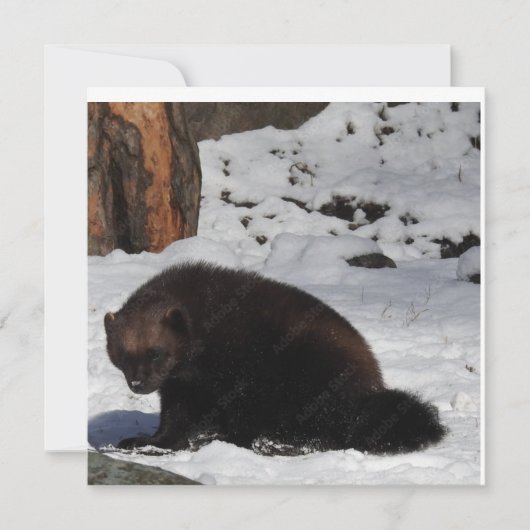 Briefkaart (Voorkant)