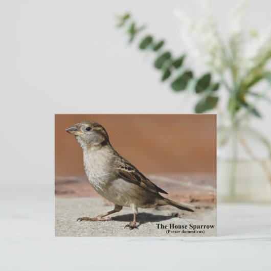 Briefkaart (Staand voorkant)