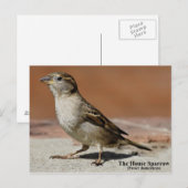 Briefkaart (Voorkant / Achterkant)