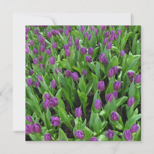 Briefkaart (Voorkant)