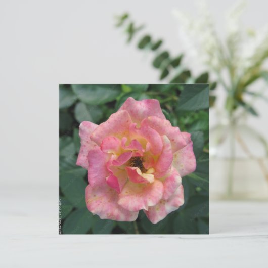 Briefkaart (Staand voorkant)