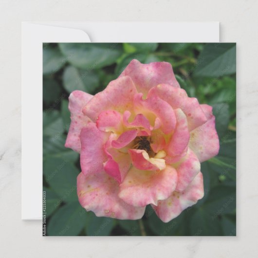 Briefkaart (Voorkant)