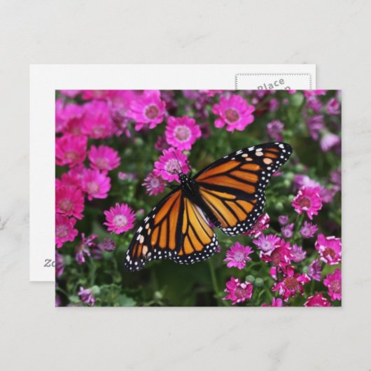 Briefkaart (Voorkant / Achterkant)