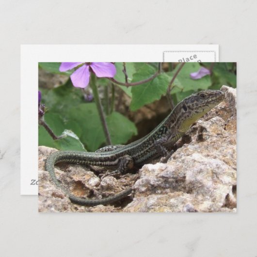 Briefkaart (Voorkant / Achterkant)