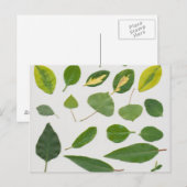 Briefkaart (Voorkant / Achterkant)