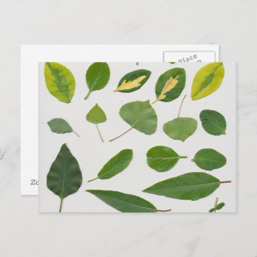 Briefkaart (Voorkant / Achterkant)