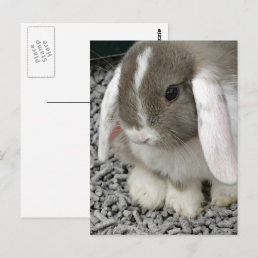 briefkaart (Voorkant / Achterkant)