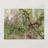 Briefkaart (Voorkant)