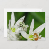 Briefkaart (Voorkant / Achterkant)