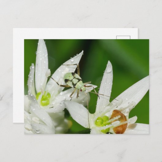 Briefkaart (Voorkant / Achterkant)