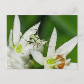 Briefkaart (Voorkant)