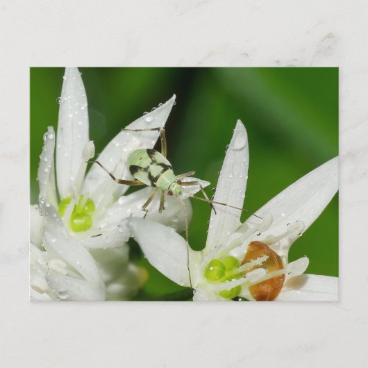 Briefkaart (Voorkant)