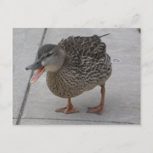 Briefkaart