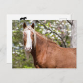 Briefkaart (Voorkant / Achterkant)