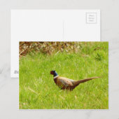 Briefkaart (Voorkant / Achterkant)