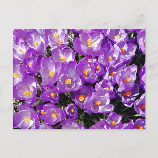 Briefkaart (Voorkant)