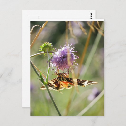 Briefkaart (Voorkant / Achterkant)