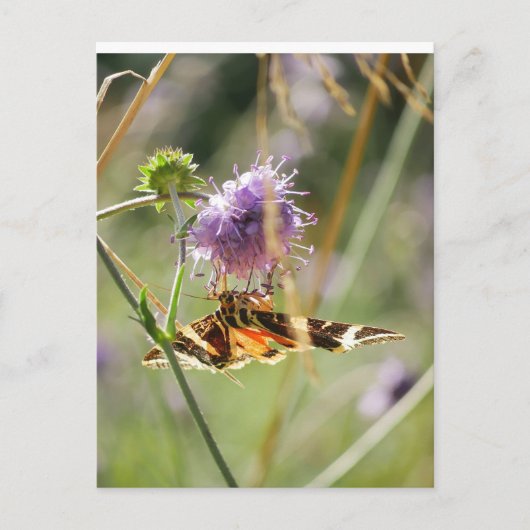 Briefkaart (Voorkant)