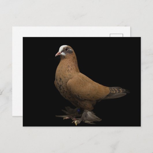 Briefkaart (Voorkant / Achterkant)