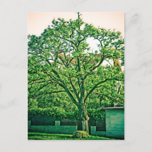 Briefkaart (Voorkant)