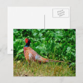 Briefkaart (Voorkant / Achterkant)