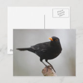 Briefkaart (Voorkant / Achterkant)