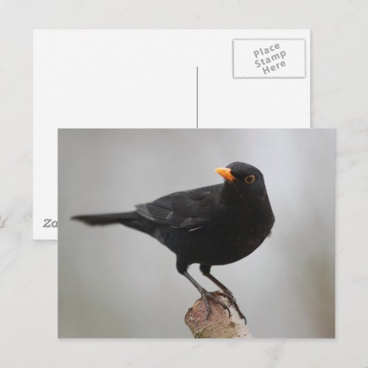 Briefkaart (Voorkant / Achterkant)